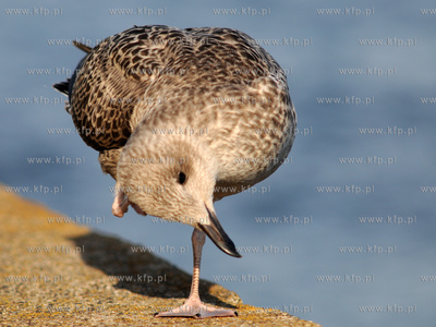 Mewa srebrzysta - gatunek duzego ptaka wodnego z rodziny...