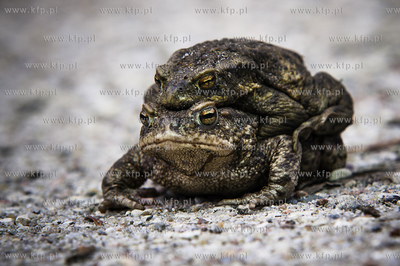 Ropucha szara, ropucha zwyczajna (Bufo bufo), gatunek...
