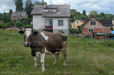 Krowa na laczce przed wjazdem do wsi Sulmin na Kaszubach....