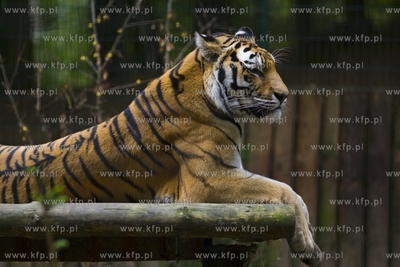 Gdańsk. Zoo. Nz. tygrys.
28.07.2015
fot. Krzysztof...