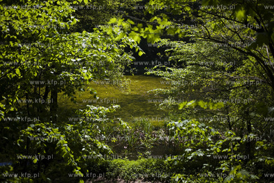 Sopot. Staw Nowowiejskiego, czyli tzw. Morskie Oko.
22.05.2017
fot....