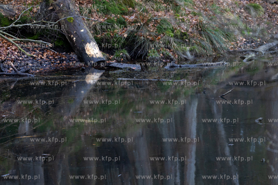 Sopot. Staw Mazowiecki. Drzewa zabiezpieczone siatką...