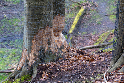 Sopot. Staw Mazowiecki. Drzewa zabiezpieczone siatką...