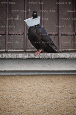 Gdansk. Stare Miasto. Golab w kolnierzu.
24.05.2012
fot....