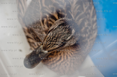 Gdansk. Akcja ratunkowa kaczki krzyzowki oraz jej nowo...