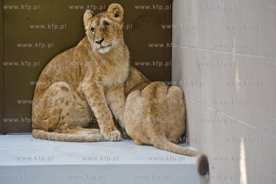 Gdansk. Oliwskie Zoo. Przyjazd czterech lwow, trzech...