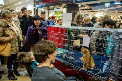 Gdansk. Wrzeszcz. Dzien Kota w CH Galeria Baltycka.
21.02.2016
fot....