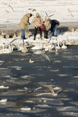 Mrozny poranek w Gdyni Orlowie. Nz. spacerowicze dokarmiajacy...