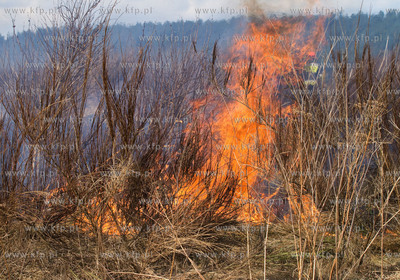 Gdansk. Groznego pozaru na terenie bylego poligonu...