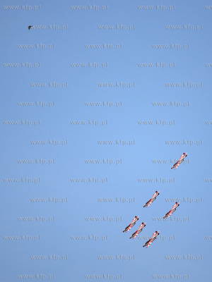 Próby lotnicze przed pokazami z okazji Dni Marynarki...