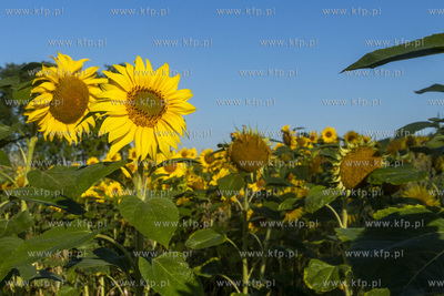 Pole słoneczników. 
10.08.2022
fot. Daniel Słoboda...