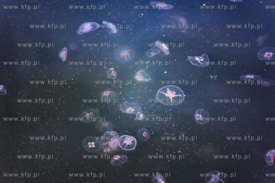 Brazylijska fregata Cisne Branco wpływa do Nabrzeża...