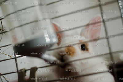 Sopockie Uszakowo - Centrum Adopcyjne Krolikow.
29.03.2013
fot....