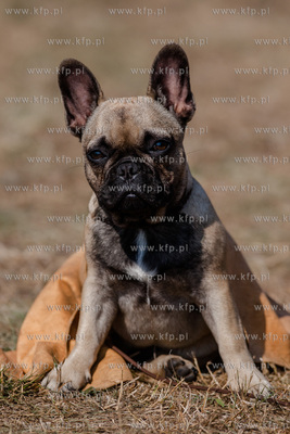 Sopot. Hipodrom. Miedzynarodowa Wystawa Psow Rasowych.
23.08.2015
fot....