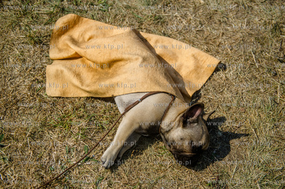 Sopot. Hipodrom. Miedzynarodowa Wystawa Psow Rasowych.
23.08.2015
fot....