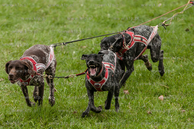 Przywidz. Puchar Polski w Wyscigach Psich Zaprzegow.
17.04.2016
fot....