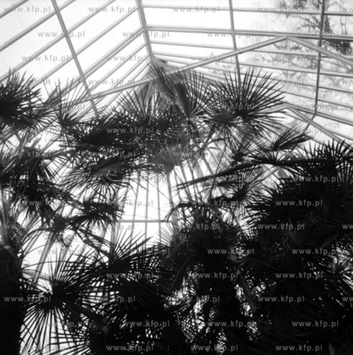 Palmy rosnace w zabytkowej palmiarni znajdujacej sie...