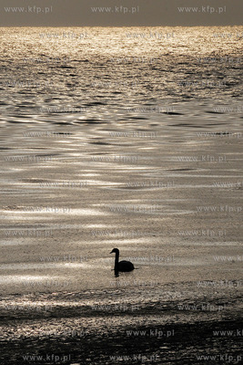 Gdynia Orlowo w zimowej szacie. Nz. ptaki na orlowskiej...