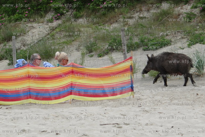 Krynica Morska. Dzik odwiedzil plaze, aby pozywic sie...