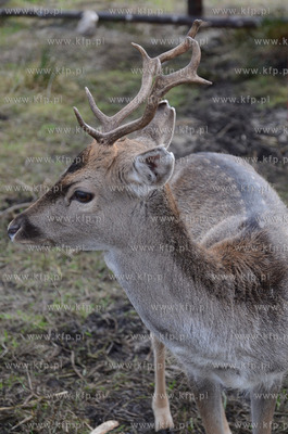W Debogorzu Wybudowaniu (gmina Kosakowo), tuz przy...