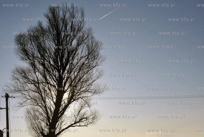 Sulmin wies na Kaszubach. Przydrozne drzewo. 31.12.2011...