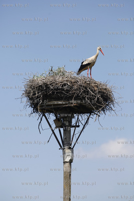 Kowale. Obraczkowanie bocianow bialych. Akcja odbywa...