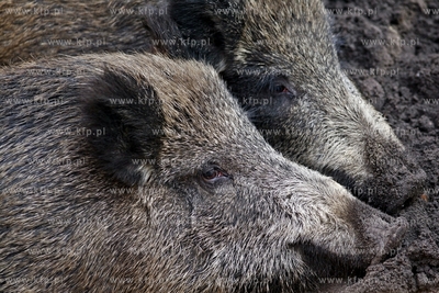 Gdansk. Odlownia dzikow w Parku Reagana.
27.02.2013
fot.Krzysztof...