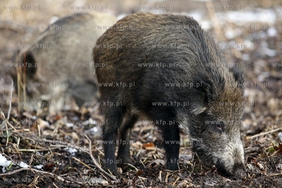 Gdansk. Odlownia dzikow w Parku Reagana. 27.02.2013...
