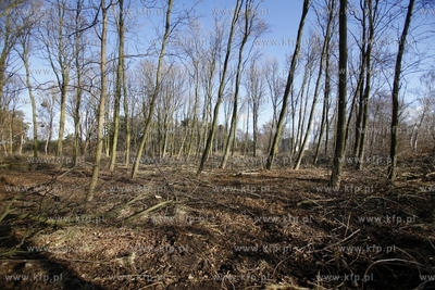 Wycinka drzew na terenie bylego Wojskowego Osrodka...
