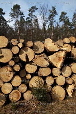 Gigantyczny wyrąb drzew w Trójmiejskim Parku Krajoobrazowym.
25.03.2015
fot....