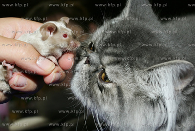 Wystawa kotow rasowych w Sopocie. 
23.07.2005
fot....