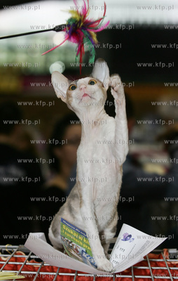 Wystawa kotow rasowych w Sopocie. Nz kot Cornish Rex.
23.07.2005
fot....