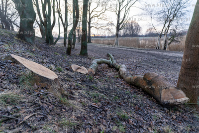 Rewitalizacja Opływu Motławy. Nz. ścięte drzewo
03.02.2023...