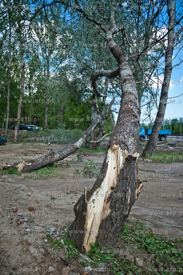 Gdynia Kolibki. Drzewa polamane przez burze.
19.05.2013
fot....