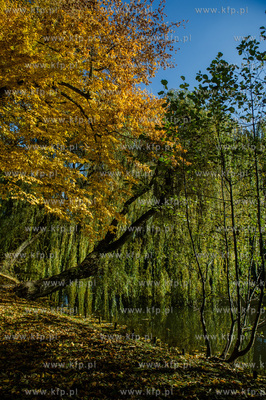 Gdansk. Jesienne, sloneczne przedpoludnie w Parku Orunskim.
27.10.2015
fot....