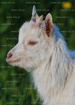 Nieznani sprawcy probowali utopic malego koziolka,...