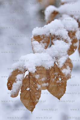 Zima w Koszalinie 29.11.2010. fot. Jaroslaw Ryfun /...