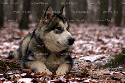 Pies rasy Alaskan Malamut. 12.2012 fot. Pawel Marcinko...