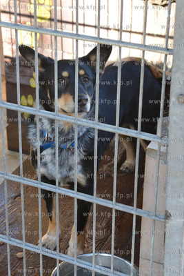 Gdynia. Ogolnopolskie Towarzystwo Ochrony Zwierzat...