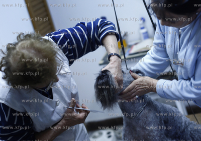 Gdansk Zaspa. Zaklad strzyzenia psow. Nz strzyzenie...