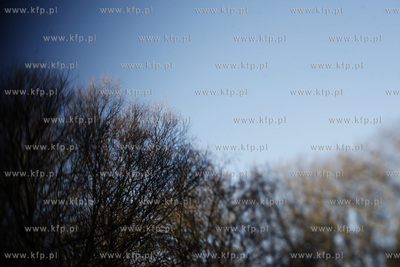Park oliwski. Drzewa.
31.01.2011
fot. Krzysztof Mystkowski...