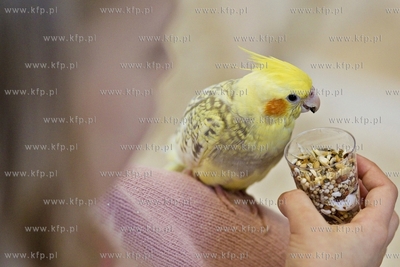 Nowa Papugarnia w Gdańsku Suchaninie.
29.12.2016
fot....