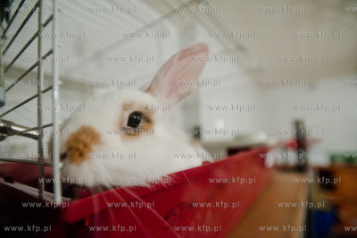 Sopockie Uszakowo - Centrum Adopcyjne Krolikow.
29.03.2013
fot....