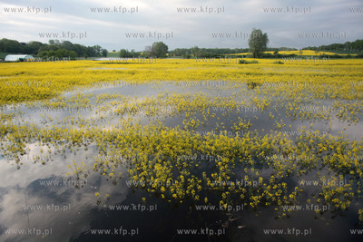 Do Tczewa zbliza sie fala kulminacyjna. Stan wody na...