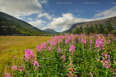 Norwegia.  Okolice miejscowosci Rognan w polnocnej...