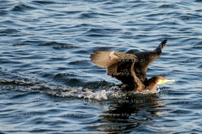 Kormoran Czarny - gatunek duzego ptaka wodnego z rodziny...