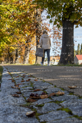 Aleja kasztanowców na koronie wału Kanału Raduni...