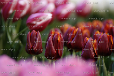 Gdansk.Wystawa Ogrod Kulturalny - Holandia, na ktorej...