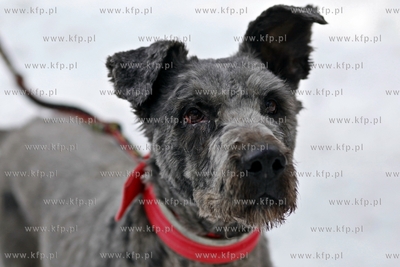 Sopot. Borodziej. Zawody dogtrekkingu - inauguracja...