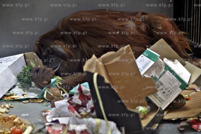 Gdanskie Zoo. 40 urodziny orangutanow Rai i Alberta.
26.03.2013
fot....